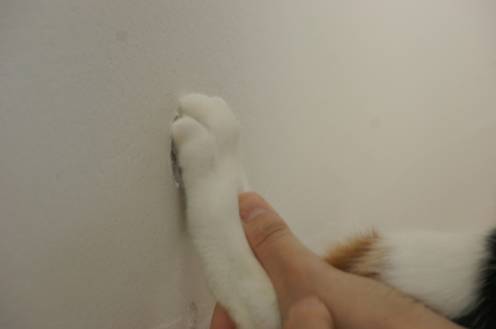 猫の足型（長野市U様）